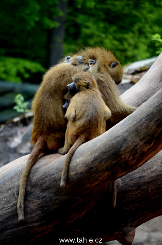 Norimberk ZOO