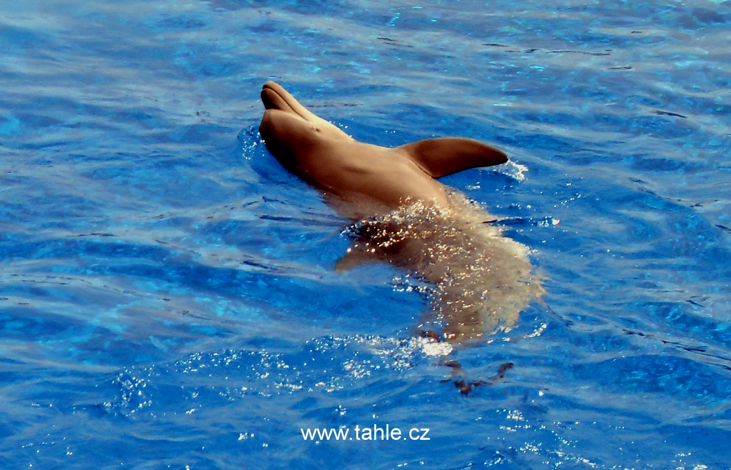 Tenerife