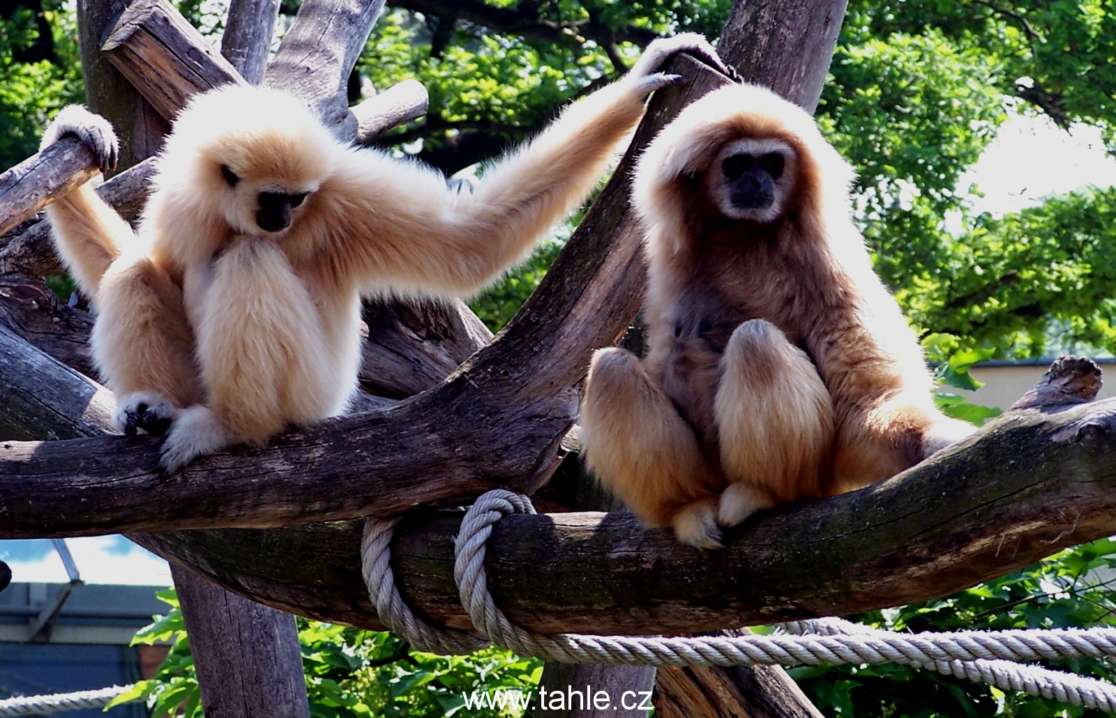 Wien ZOO