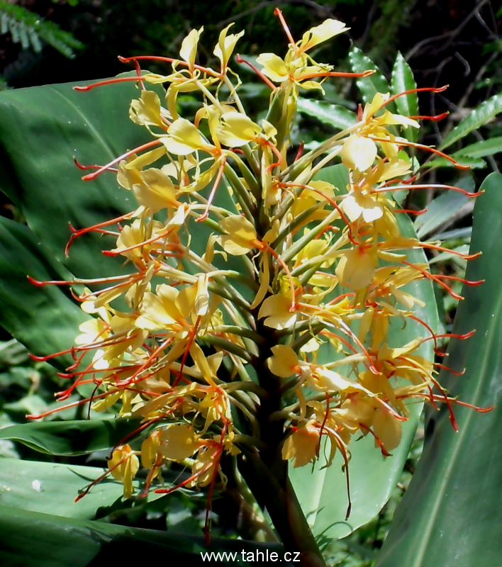Madeira